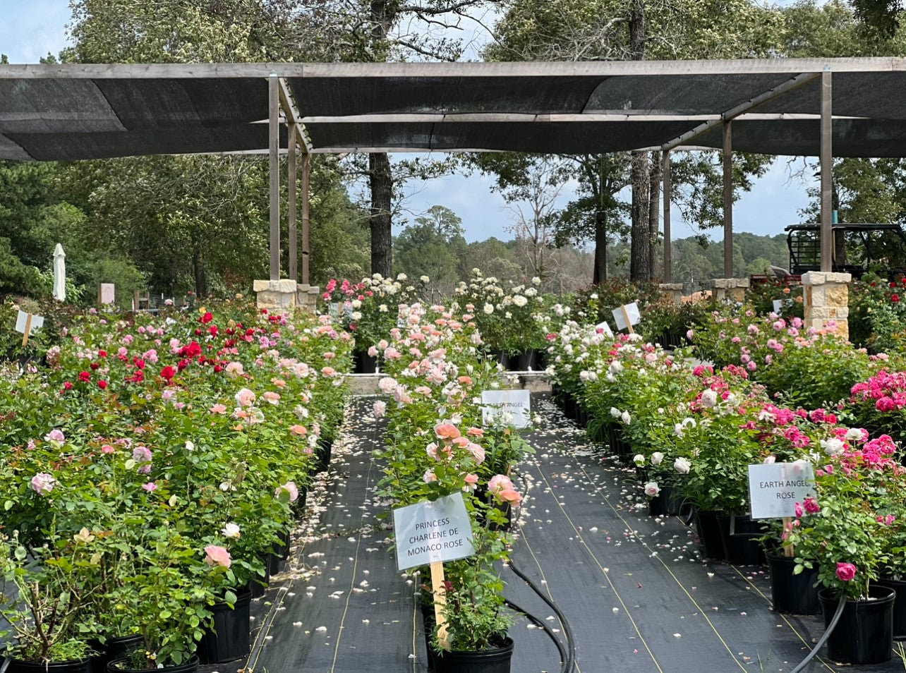 Fall Potted Rose Sale - Entry Fee