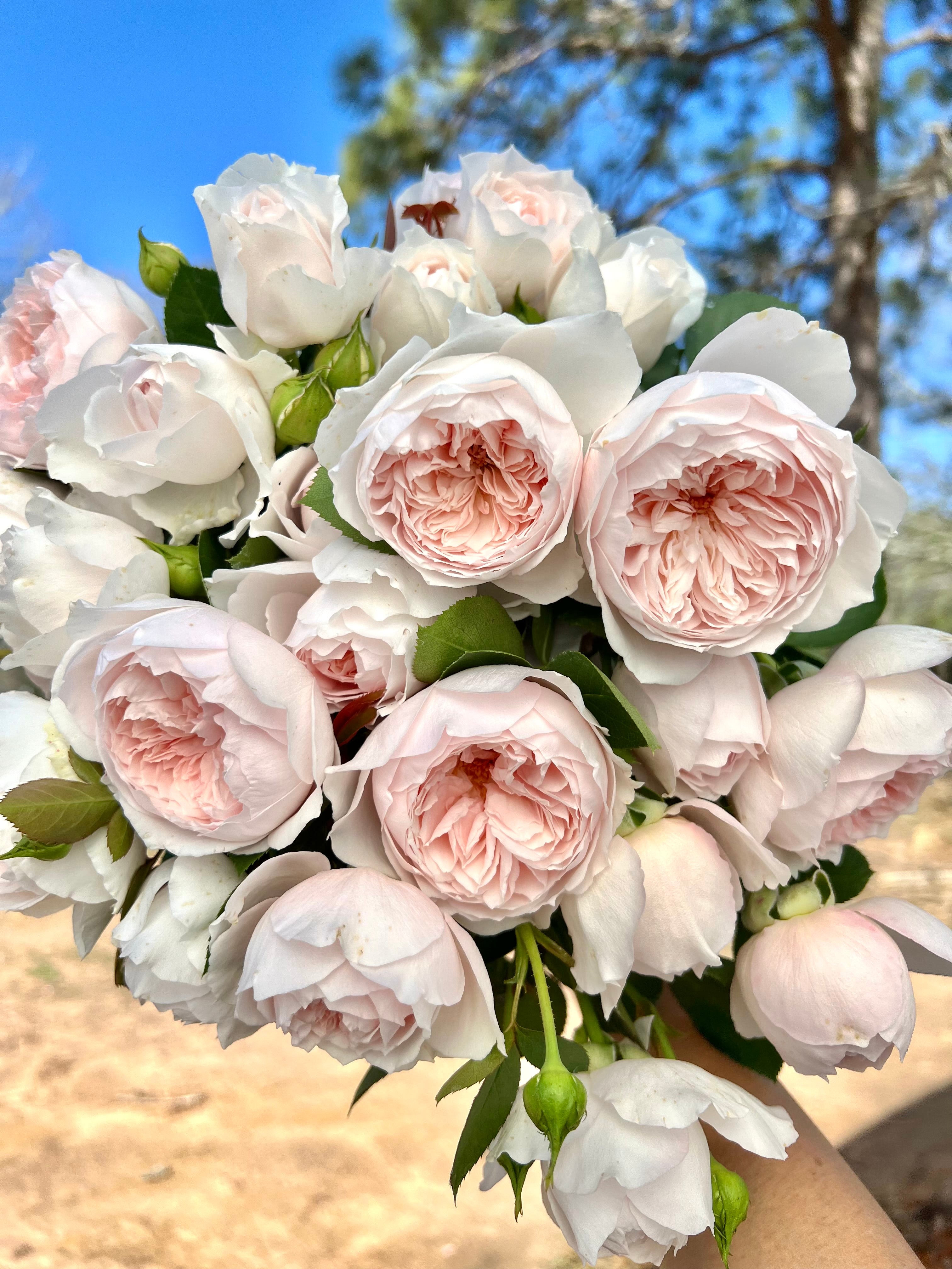 earth angel rose seeds Earth Angel – Life in Rose Farm