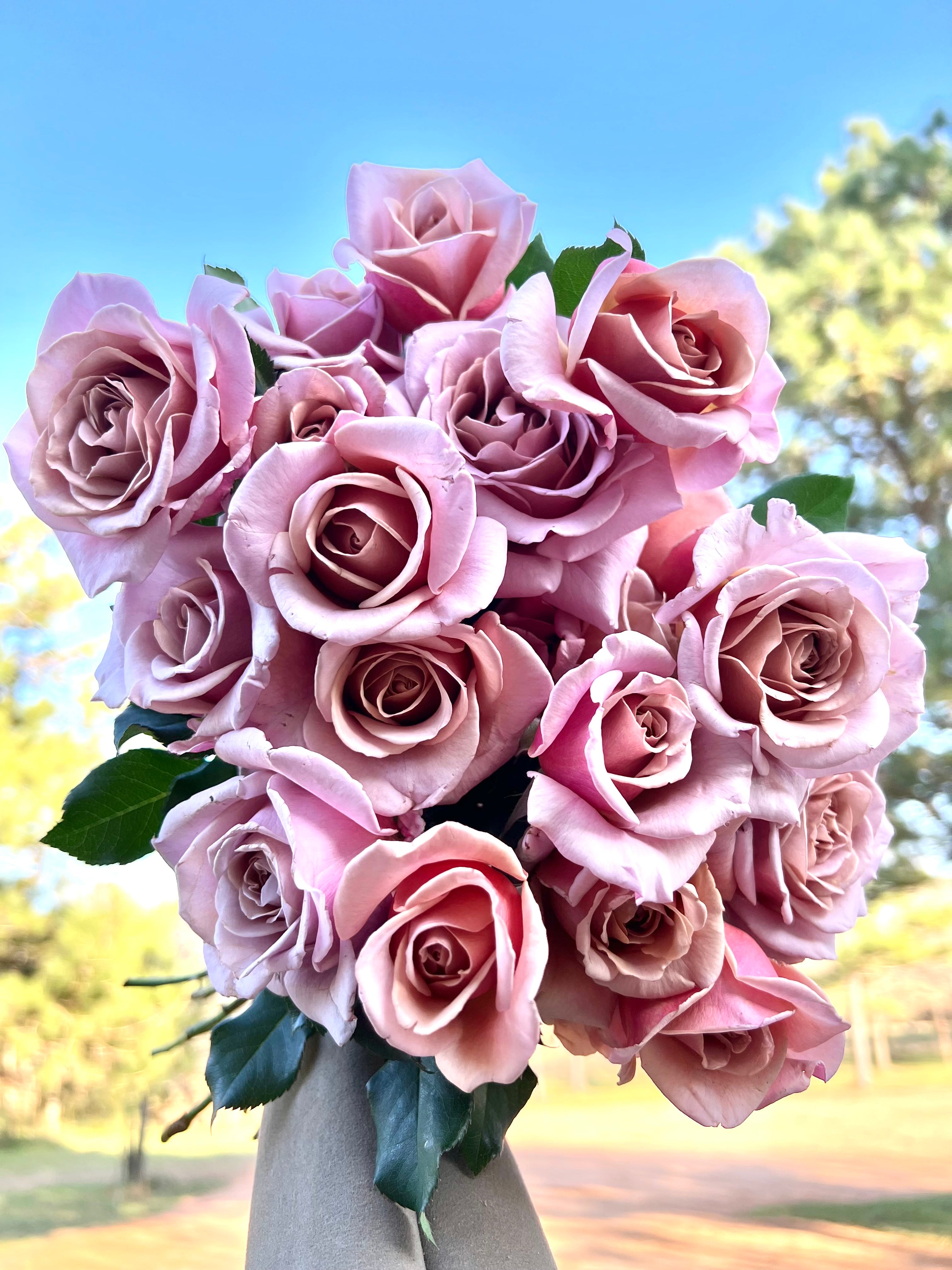 koko loko rose seeds Koko Loko