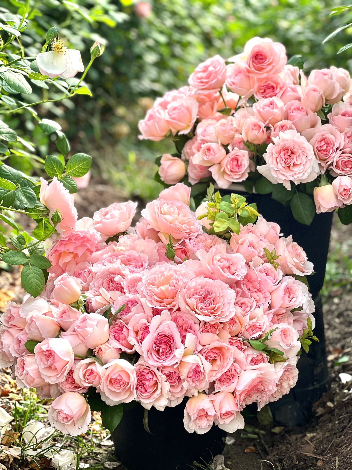 Hot Pink Rose - Virgin Farms -Hot Pink Roses Varieties