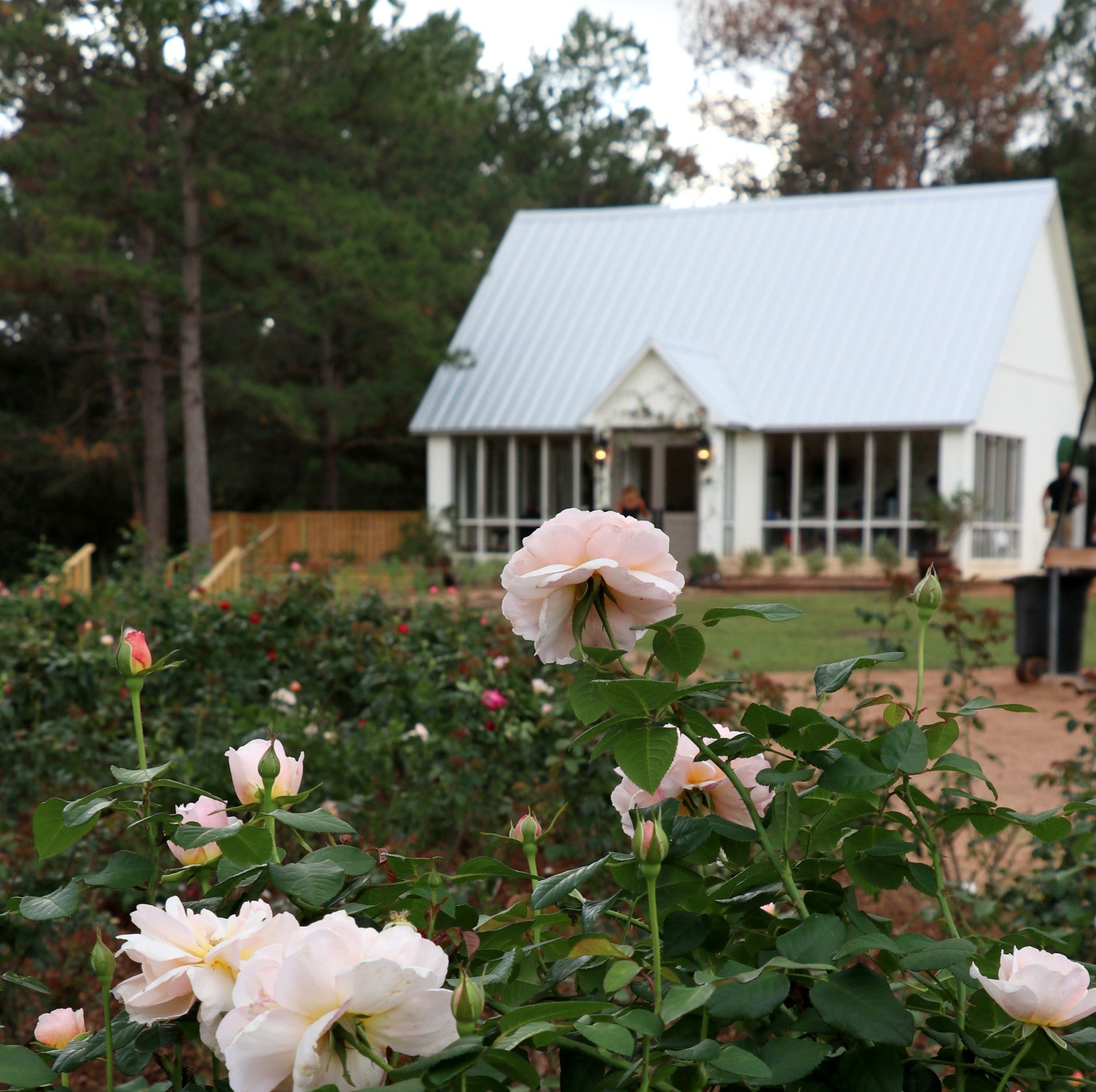 For Events – Life in Rose Farm