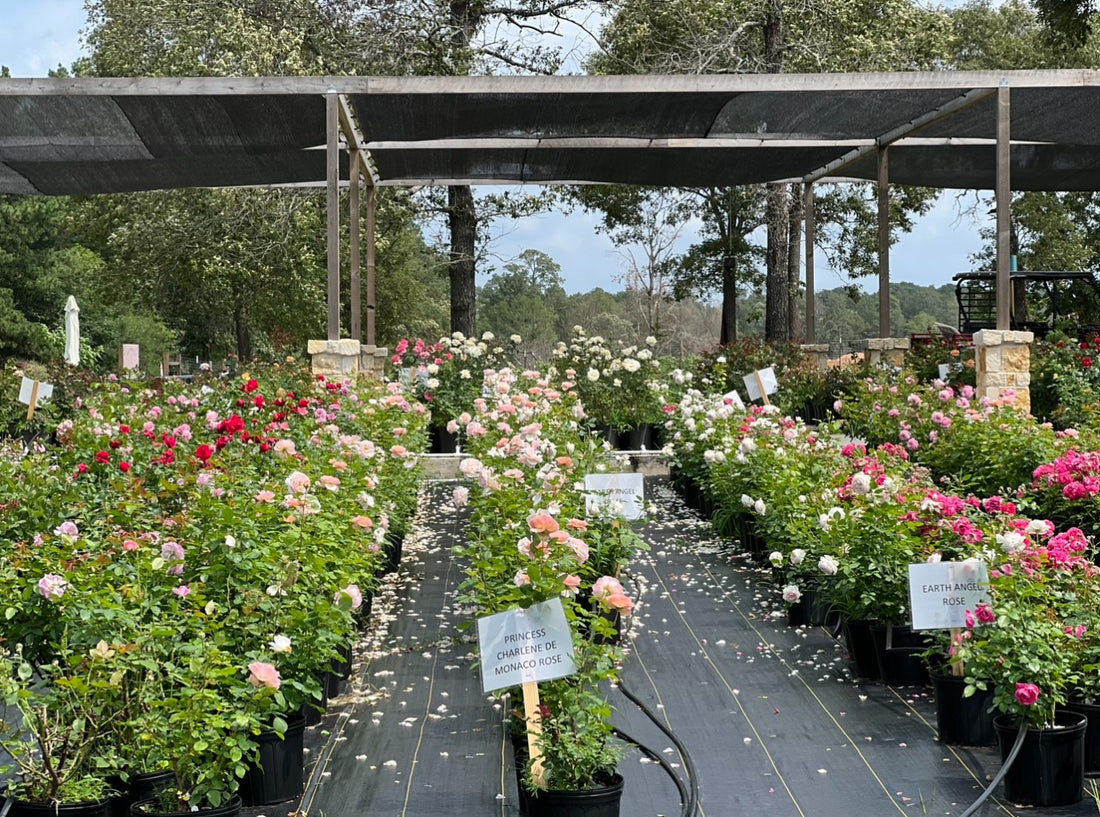 Spring Potted Rose Sale - Entry Fee – Life in Rose Farm