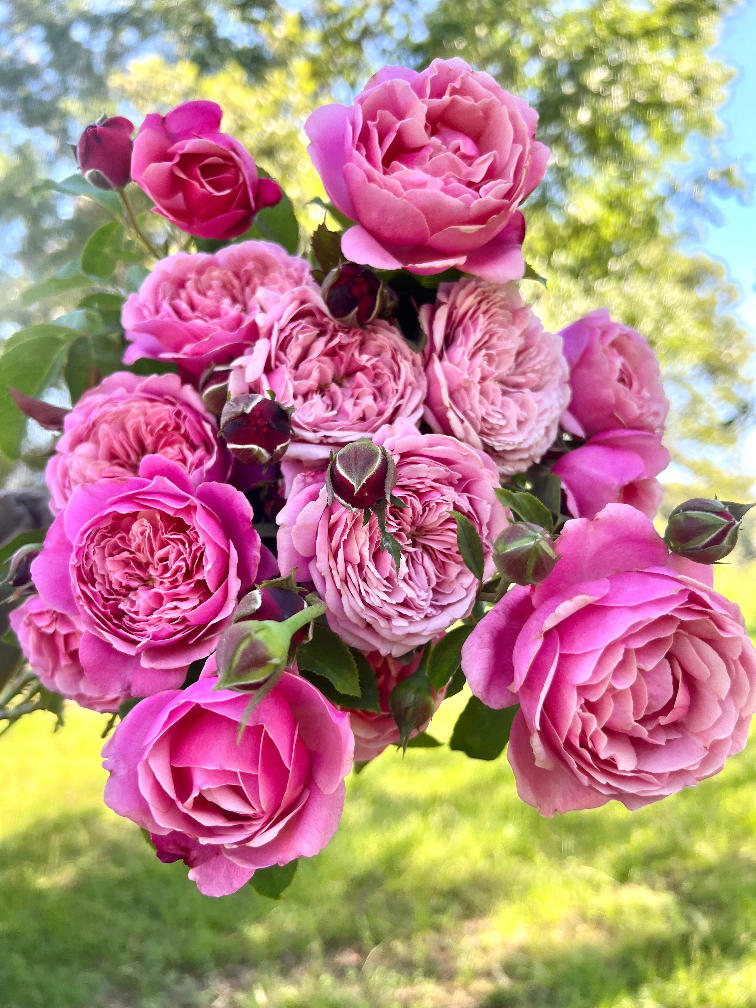 Cathedral Bells Life in Rose Farm