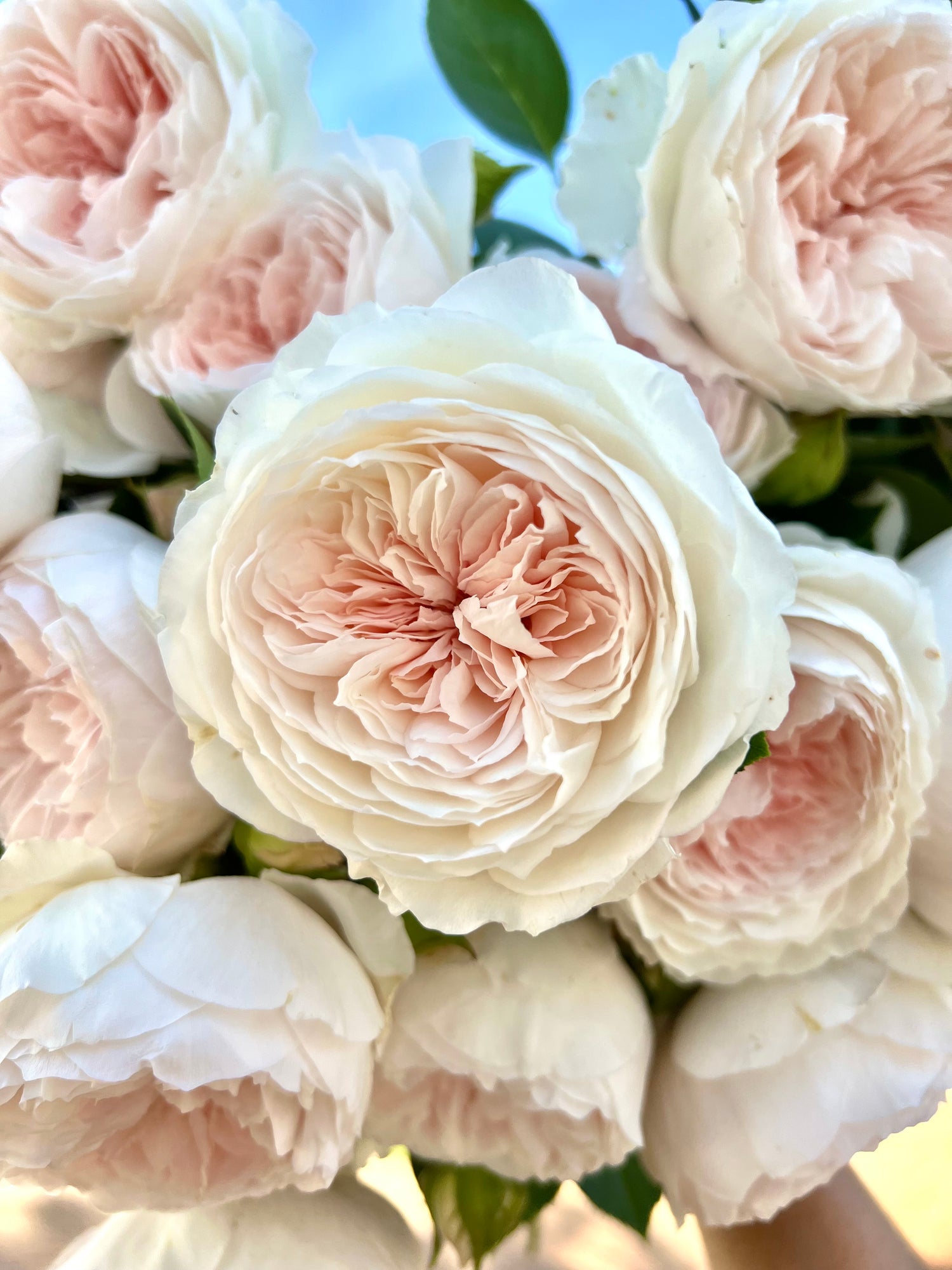 earth angel rose seeds Earth Angel – Life in Rose Farm
