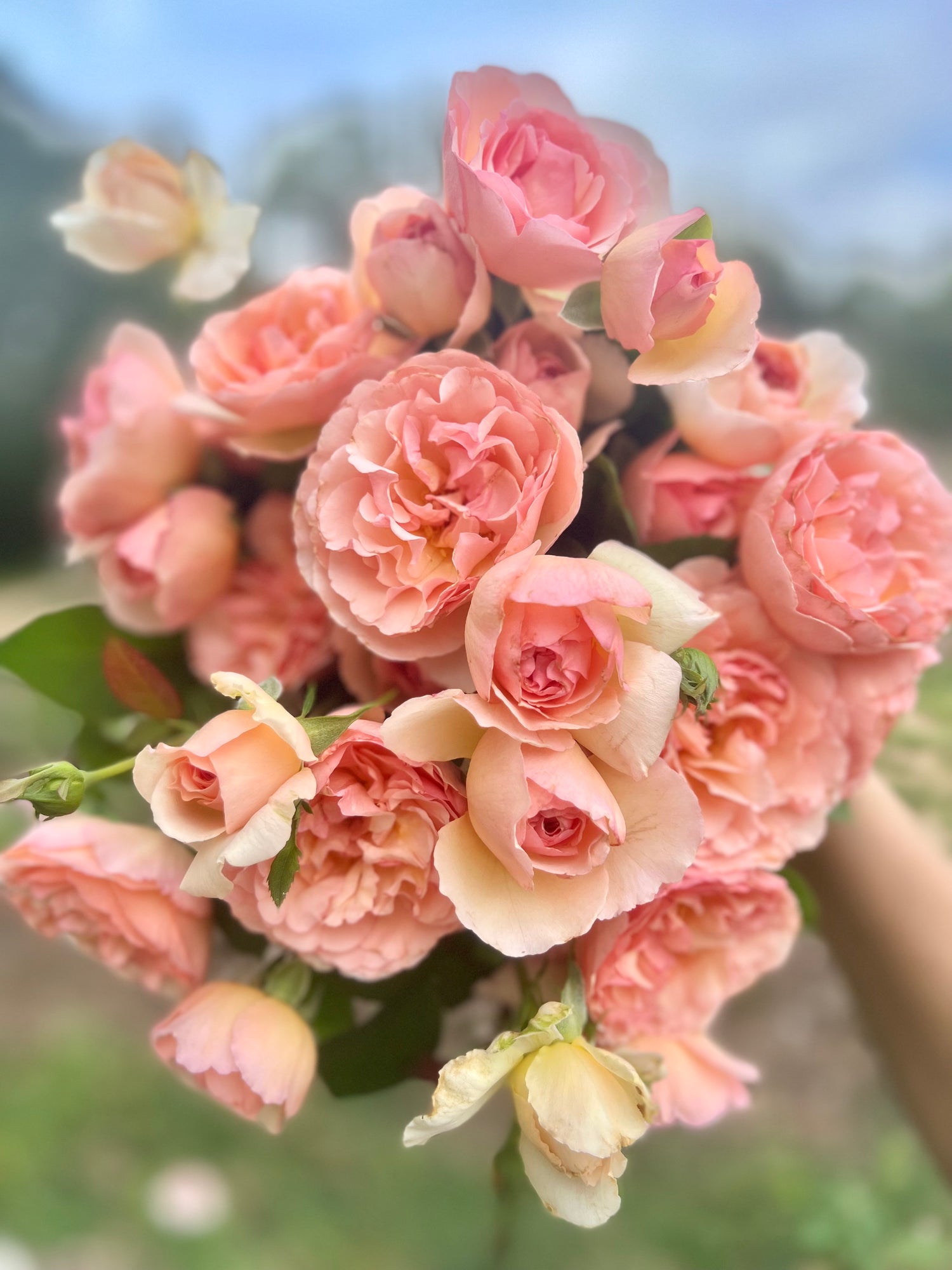 Hot Pink Rose - Virgin Farms -Hot Pink Roses Varieties