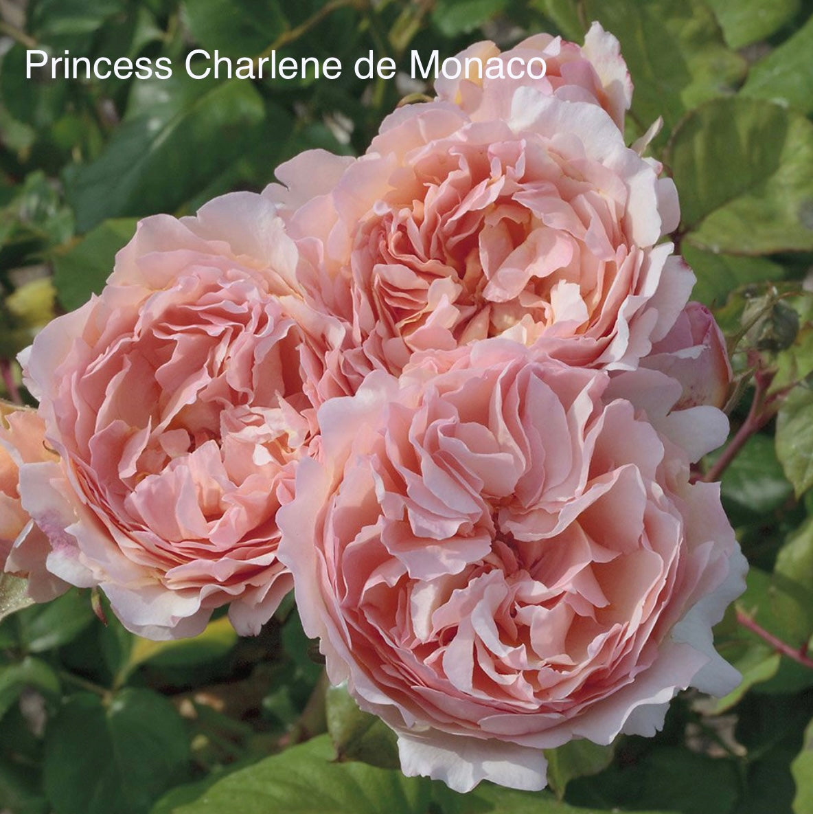 Princess Charlene de Monaco